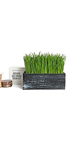 The Cat Ladies Wood Planter (Black)