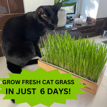 Cat grass