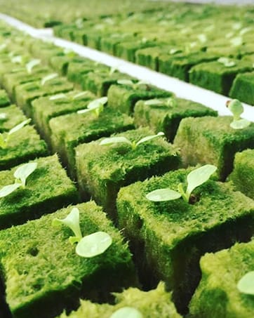 Rockwool Starter Plugs