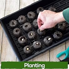 planting peat pellets seeds