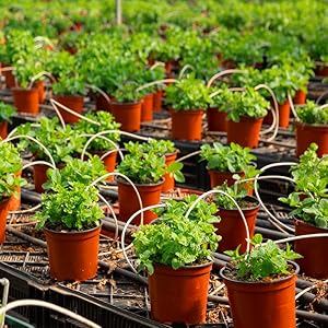 nursery pots