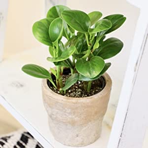 houseplants house plant plants indoor decor indoors succulents tillandsias pothos