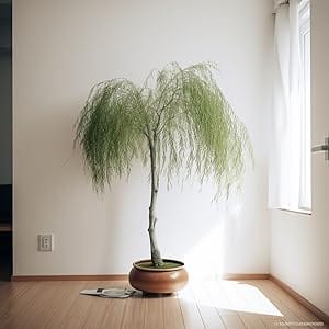 weeping willow bonsai, dwarf, cuttings