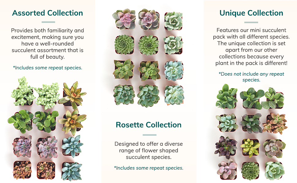 Mini Succulents