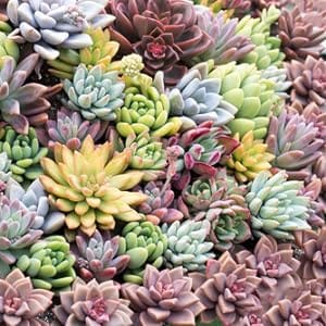 Succulent Cuttings Succulent Succulent Plants Succulents