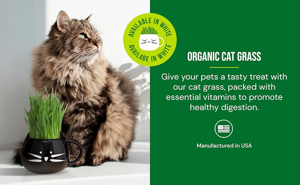 organic cat grass, tasty treat for pets, cat grass, packed with vitamins, promotes healthy digestion