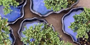 green mound juniper in water bonsai pot