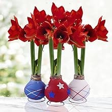 Indoor Flower Bulbs