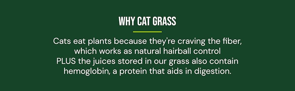 cats eat plants because they crave the fiber which works as natural hairball control, aids digestion
