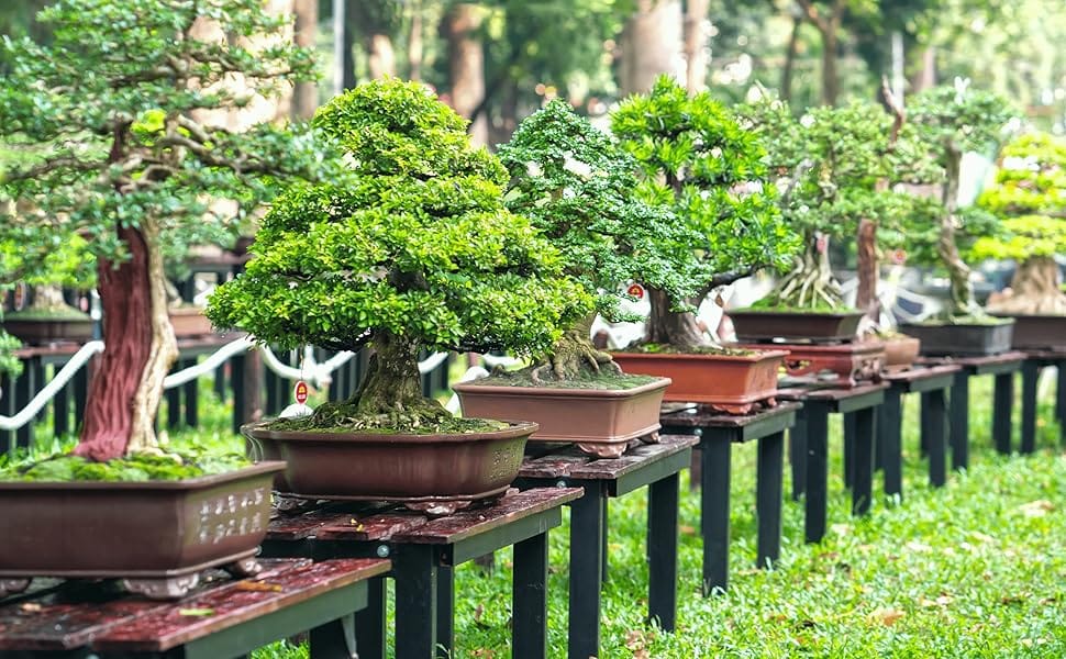 bonsai trees, cz grain