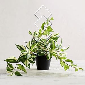small plant trellis for indoor potted plants