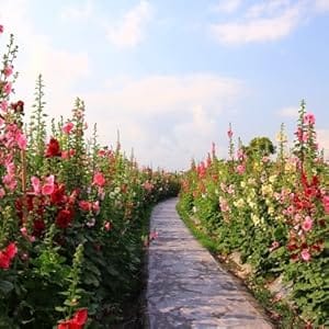 hollyhock