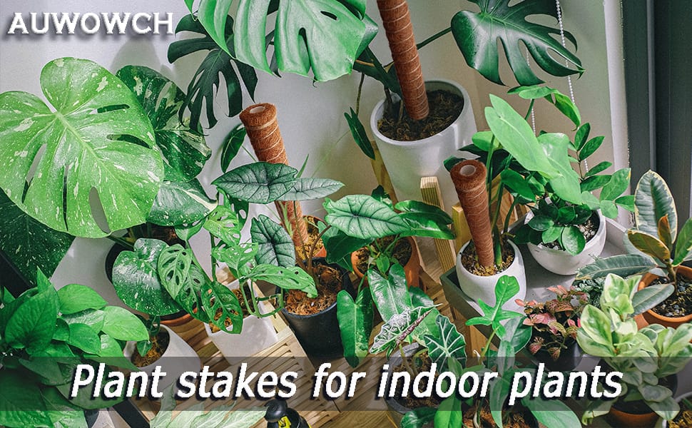Moss Poles for Climbing Plants Indoor