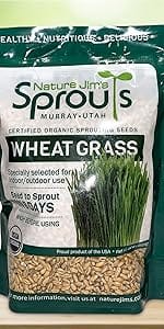 wheat grass cat catgrass alfalfa radish clover sprouting sprouts seed mic spring mixed