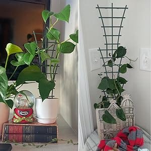 indoor trellis