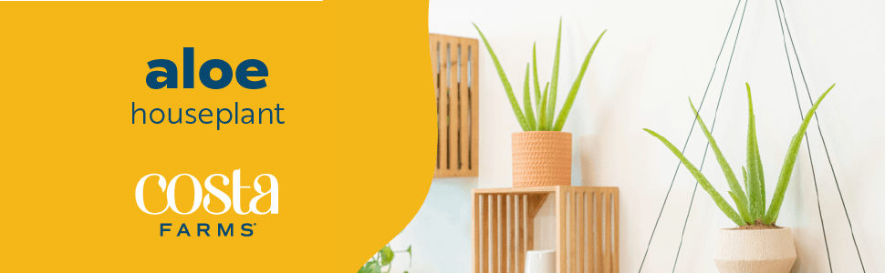 aloe vera live succulent plant