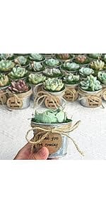 Bulk Live Succulent Plants with Matte Metal Buckets