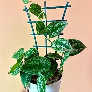 plant climbing trellis