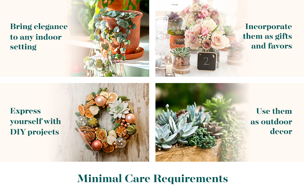 succulent diy