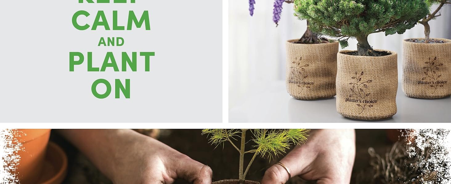 complete kit of bonsai planting and growing seeding