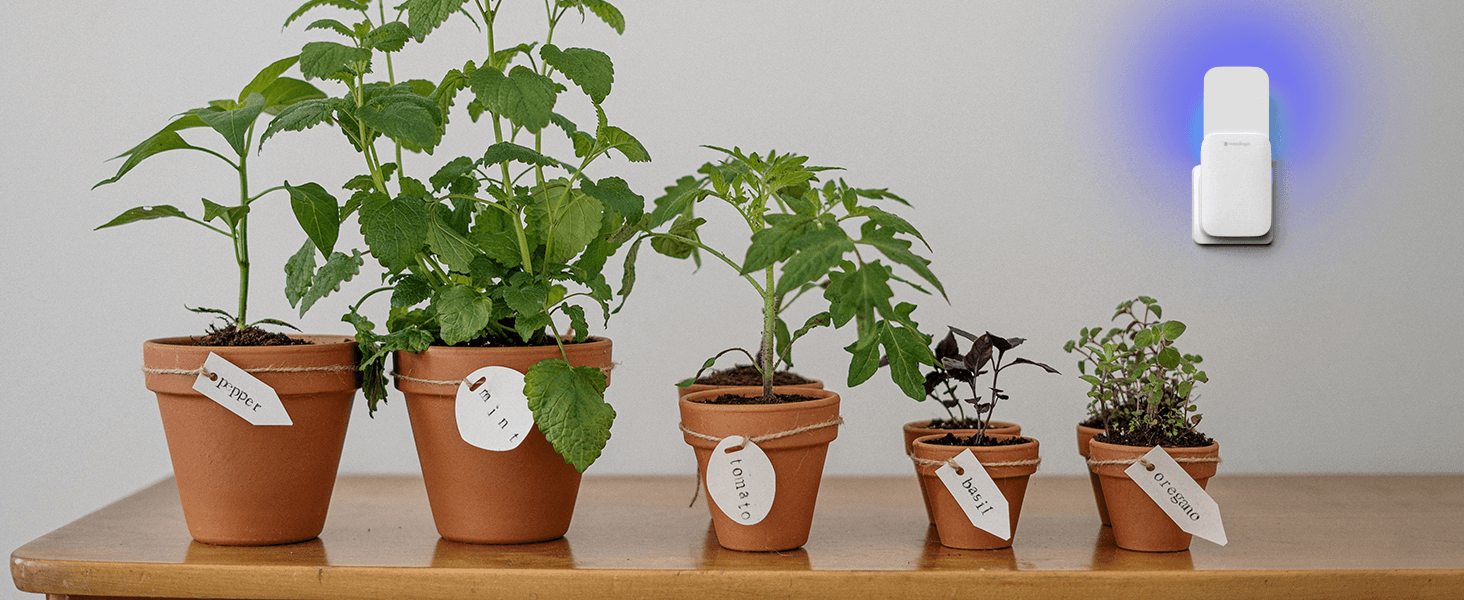 Houseplant Area