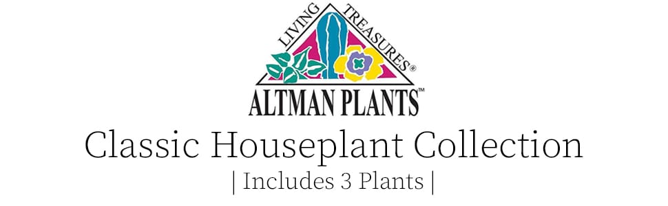 houseplants house plant plants indoor decor indoors succulents tillandsias pothos