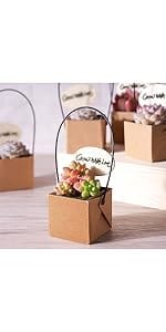 Succulent Collection with Kraft Paper Bags