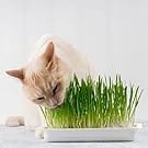 catgrass wheat grass organic