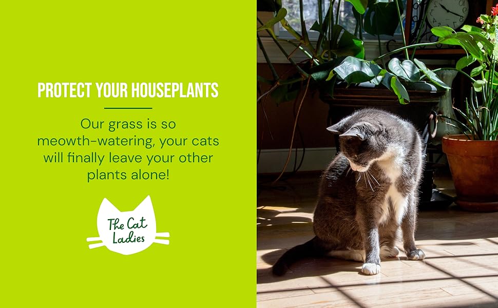 Our grass is so meowth-watering, your cats will finally leave your other plants alone!