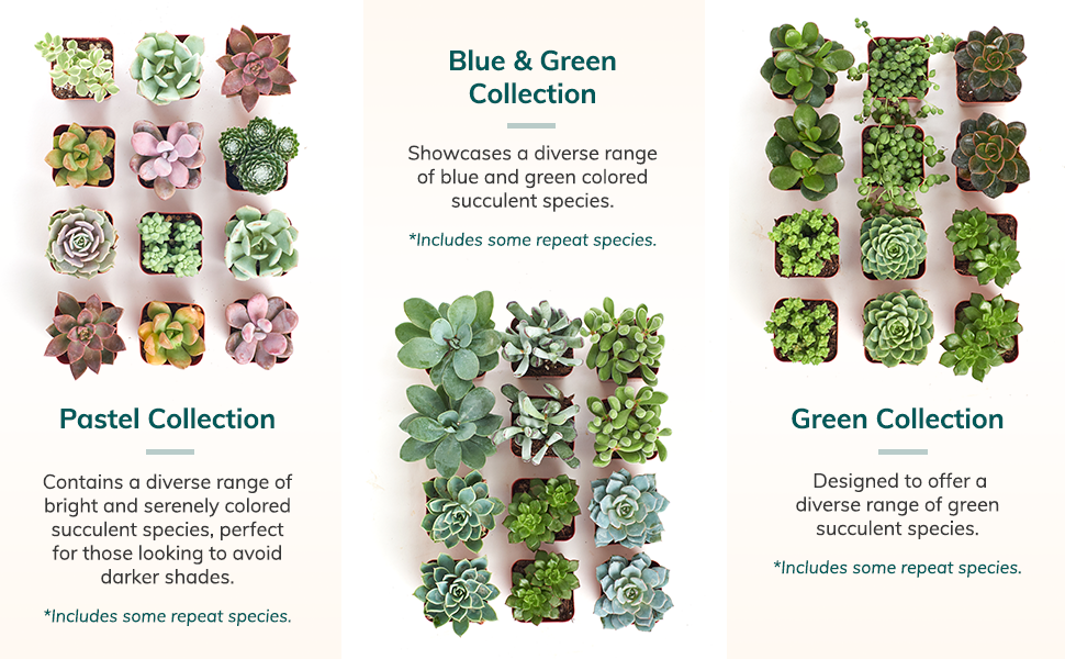 Mini Succulents