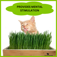 Cat Grass Toy
