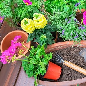 small plant pots
