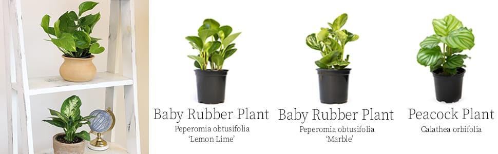 houseplants house plant plants indoor decor indoors succulents tillandsias pothos