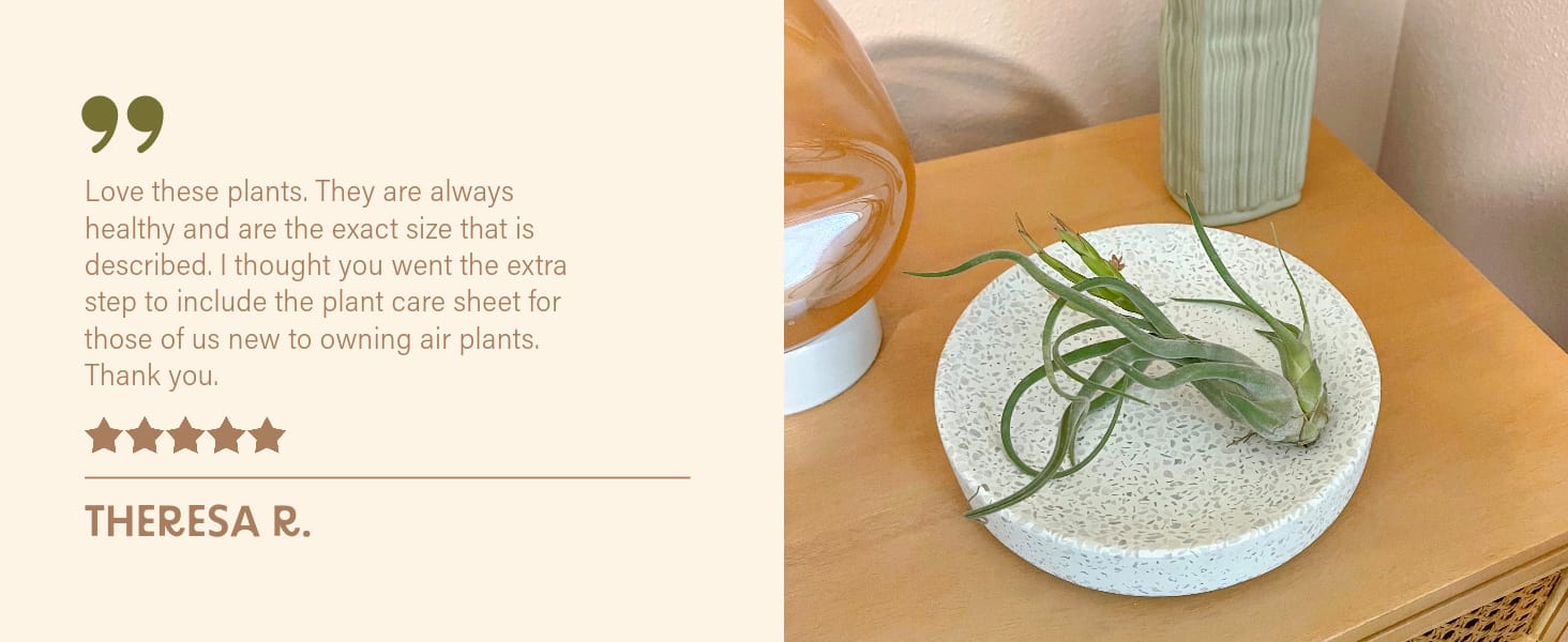 AIR PLANT TILLANDSIA REVIEW