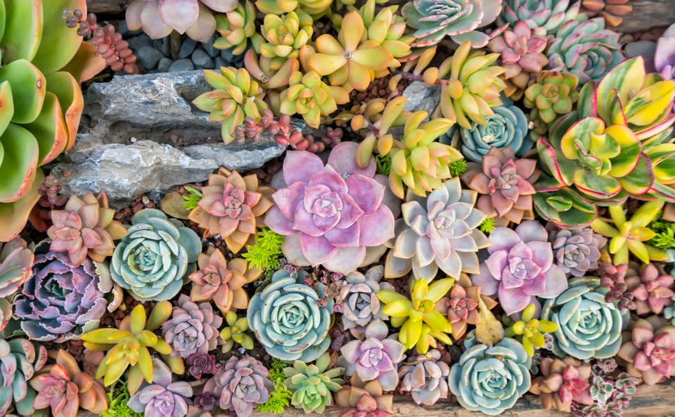 Succulent cuttings