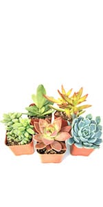 Succulent