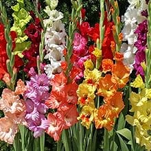 Mixed Gladiolus Flower Bulbs