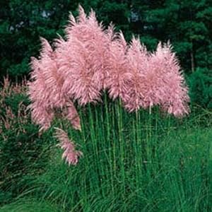 pink pampas grass seed