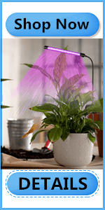 Succulents light lamp