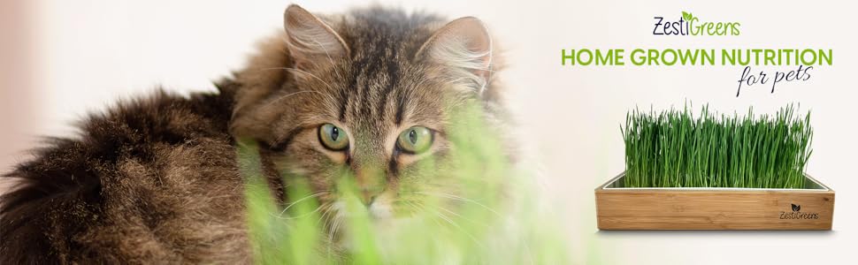 Grass for cats to eat indoor