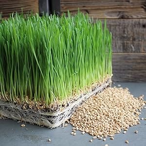 hard red wheat grass for sprouting pet health vitality increased energy vitamin supplement