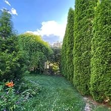 Many green shrubs, herbs and vines are in the blue sky.