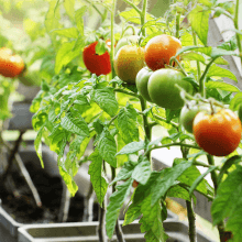 plant food potting soil gardening supplies fertilizer tomato garden organic