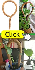 moss pole