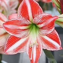 Amaryllis Flowers