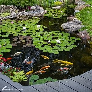 pond with fish