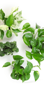 Pothos 4Pack