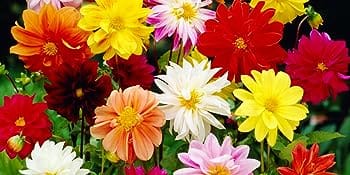 Dahlia Flower Bulbs