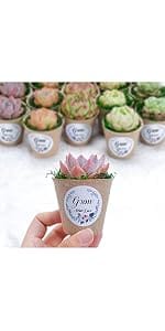 live succulents plants with peat pots