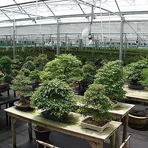 brussel's bonsai bonsai growing facility greenhouse